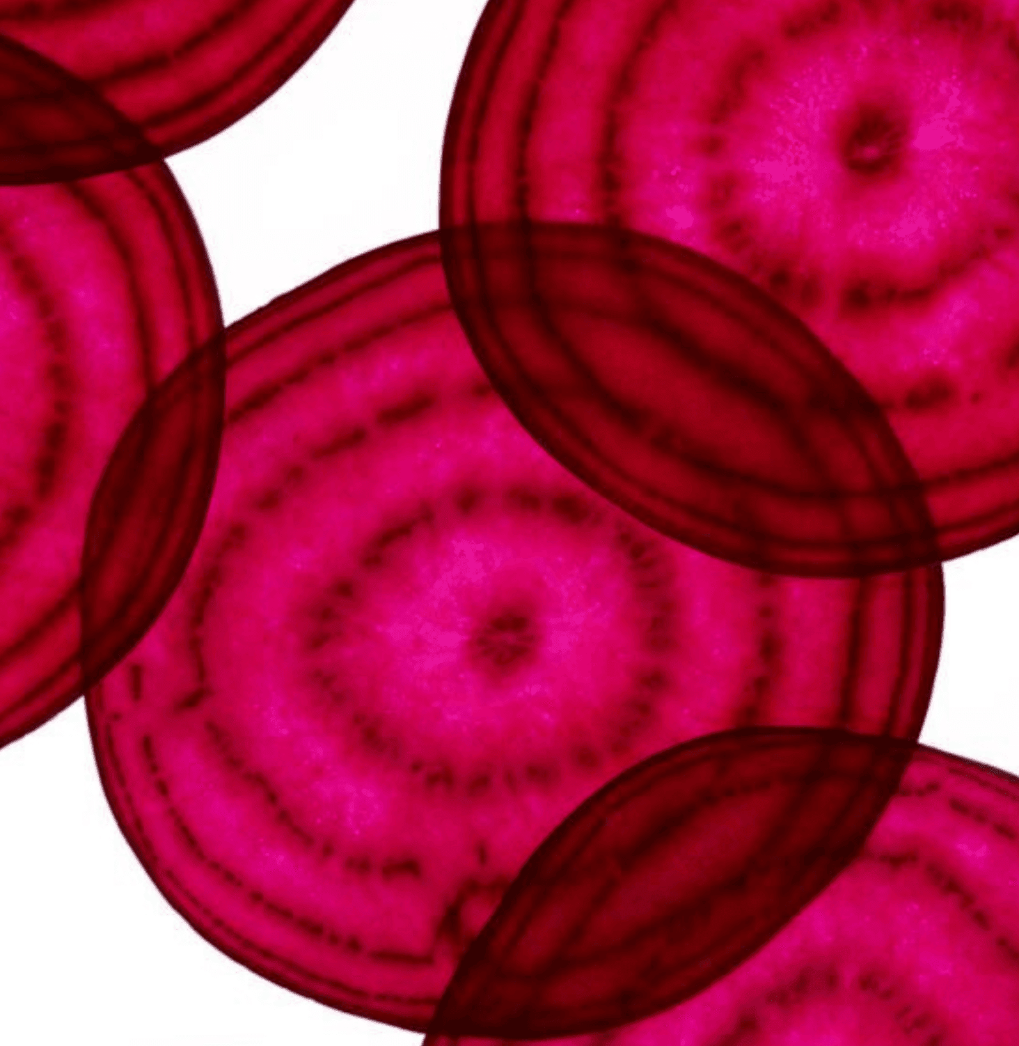 OH JUNE! TINTED LIP & CHEEK BALM 100% VEGAN