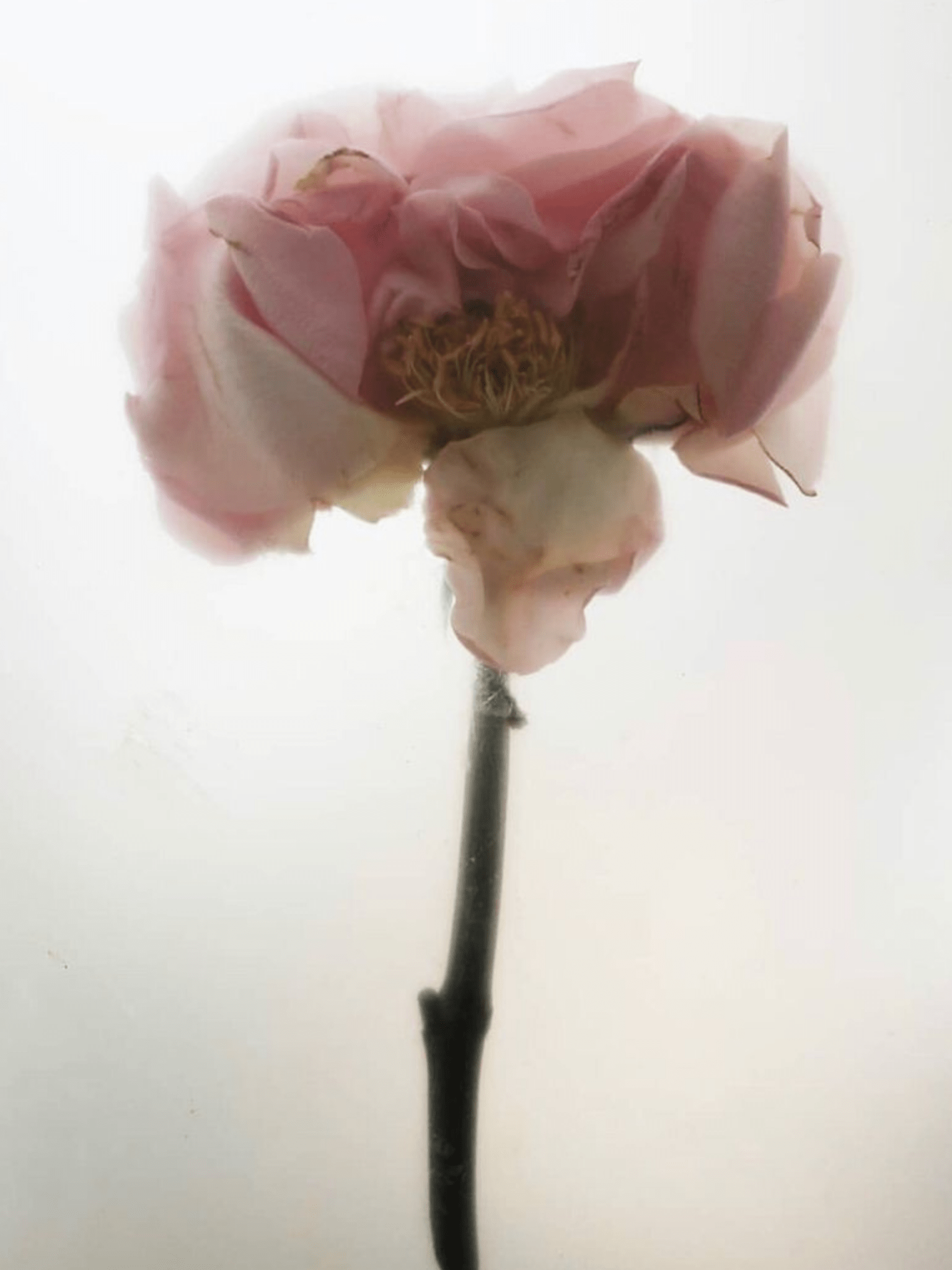 ROSE SUPER-ANTIOXIDANT SERUM