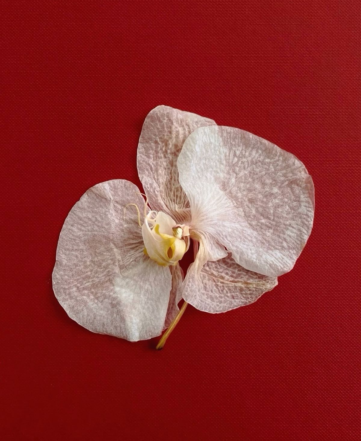 TROPICAL COCO MULTI - USE DRY OIL